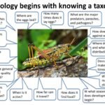 Do Insects Communicate with Each Other?