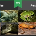 What Are the Key Differences Between Reptiles and Amphibians?