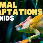How Do Wild Animals Adapt to Their Environments?