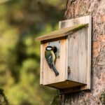 DIY birdhouse plans for beginners