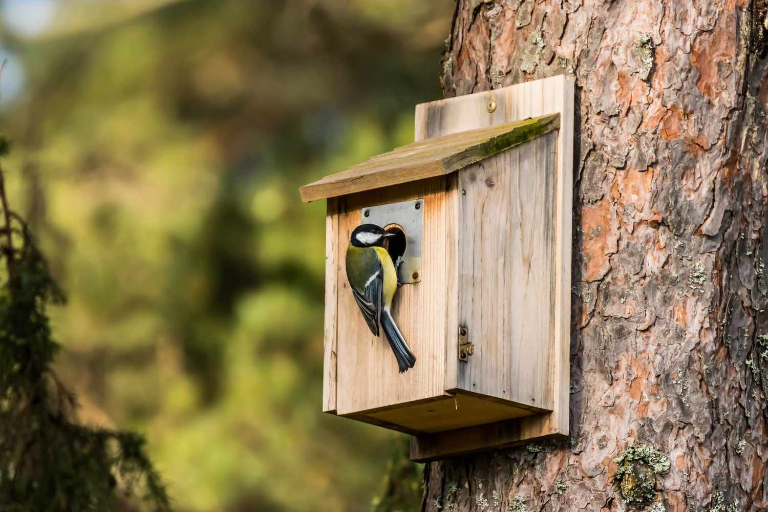 DIY birdhouse plans for beginners