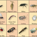 Comprehensive Guide to Identifying Common Household Insects