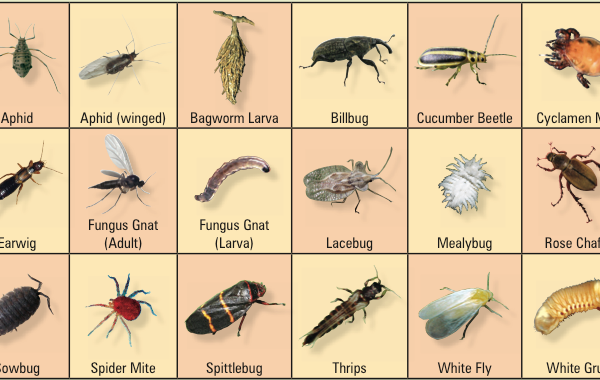 Comprehensive Guide to Identifying Common Household Insects
