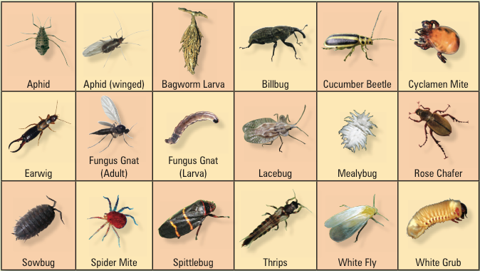 Comprehensive Guide to Identifying Common Household Insects