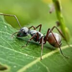 A Comprehensive Guide to Resolving Insect Infestations