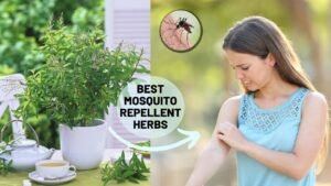 Comprehensive Guide to Natural Ways to Repel Mosquitoes from Your Backyard in 2025
