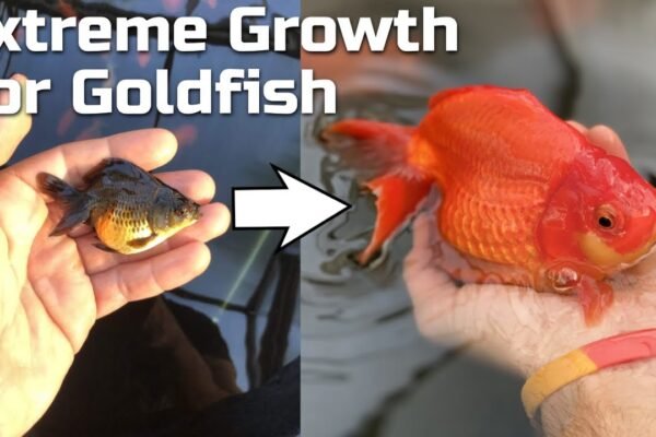 Comprehensive Guide to Managing Rapid Goldfish Growth in Ponds