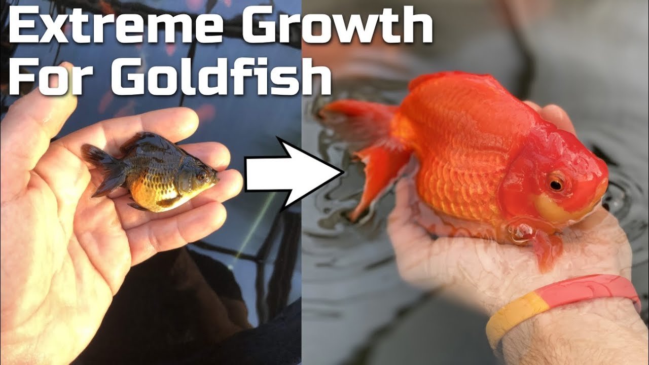 Comprehensive Guide to Managing Rapid Goldfish Growth in Ponds