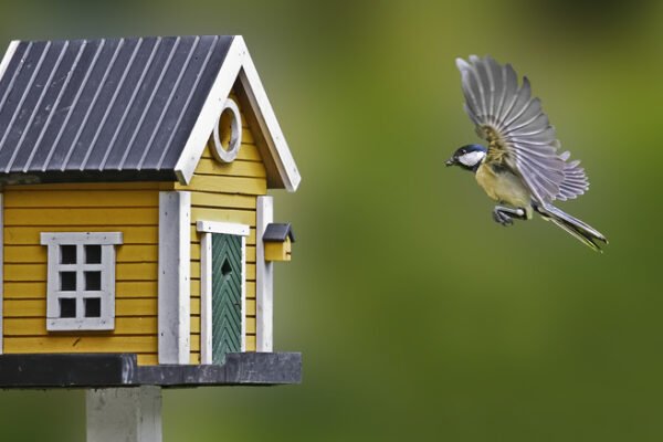 Comprehensive Guide to Eco-Friendly Birdhouses for Wild Birds in 2025