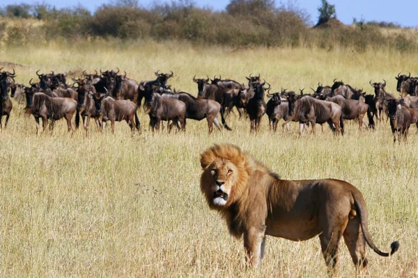 Comprehensive Guide to Planning Family-Friendly Wildlife Tours in 2025