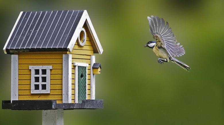 Comprehensive Guide to Eco-Friendly Birdhouses for Wild Birds in 2025