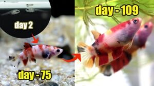 Comprehensive Guide to Managing Rapid Goldfish Growth in Ponds