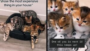 Comprehensive Guide to Choosing the Best Safari Destinations for Spotting Big Cats in 2025