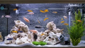Comprehensive Guide to Choosing the Best Tropical Fish for Small Aquariums in 2025