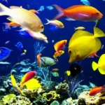 Best tropical fish for beginners aquarium