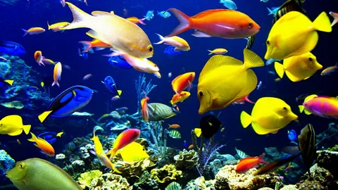 Best tropical fish for beginners aquarium