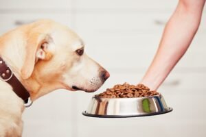 Comprehensive Guide to Choosing the Best Organic Dog Food for Small Breeds