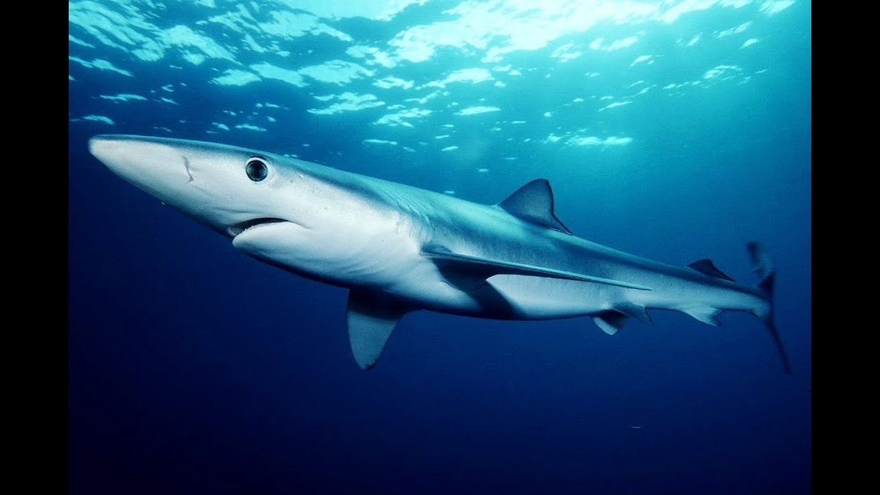 A Comprehensive Guide to Resolving Health Issues in Aquatic Animals