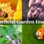 How to attract beneficial insects to garden