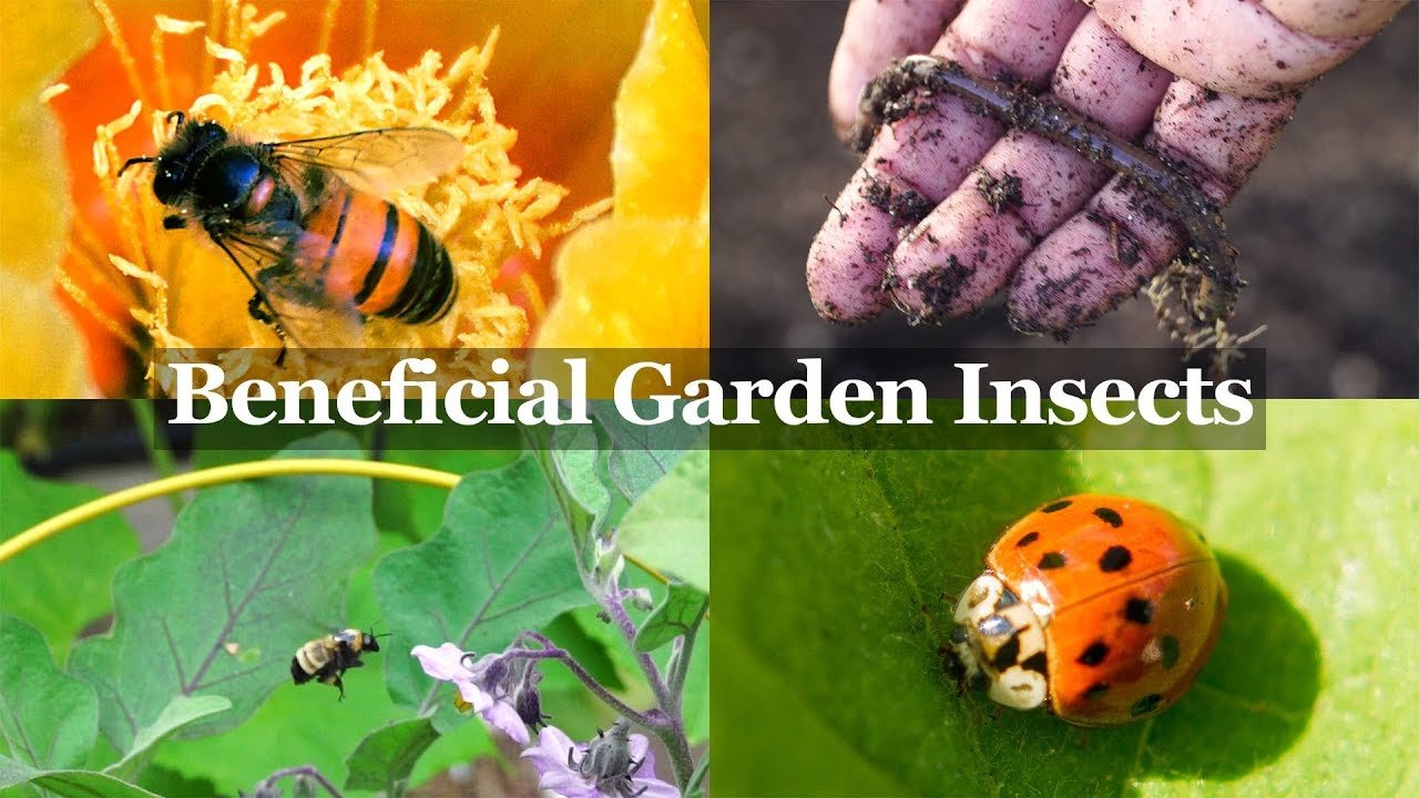 How to attract beneficial insects to garden