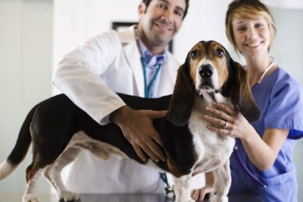 A Comprehensive Guide to Resolving Pet Anxiety