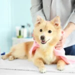 Affordable pet grooming tools for home use