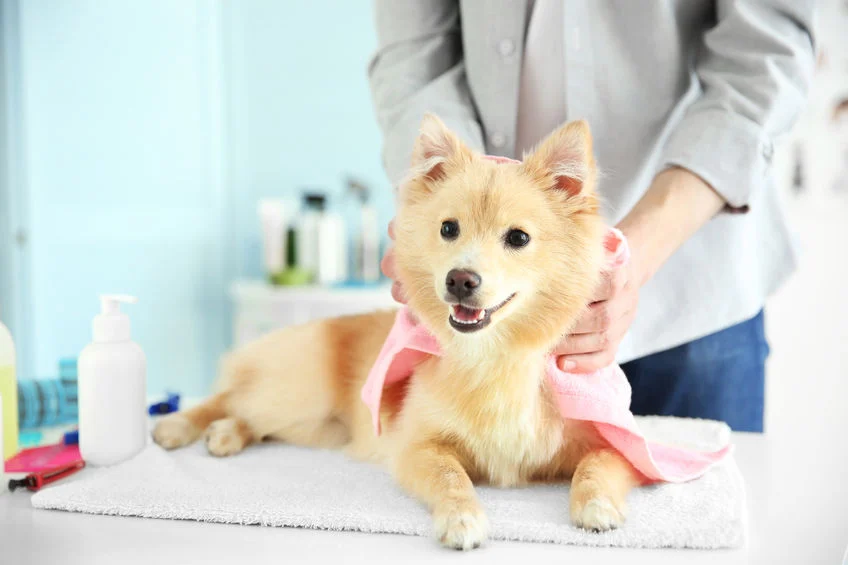 Affordable pet grooming tools for home use