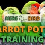 Parrot training tips for beginners
