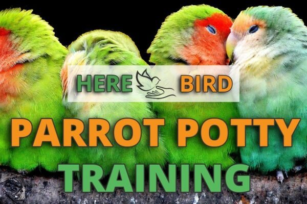 Parrot training tips for beginners