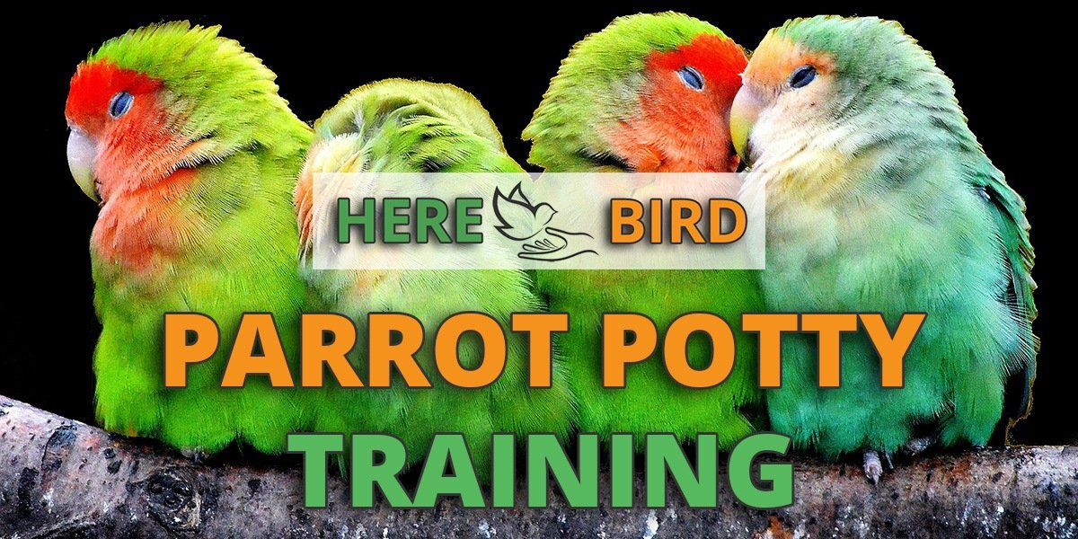 Parrot training tips for beginners