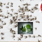 Comprehensive Guide to Natural Ways to Repel Mosquitoes from Your Backyard in 2025