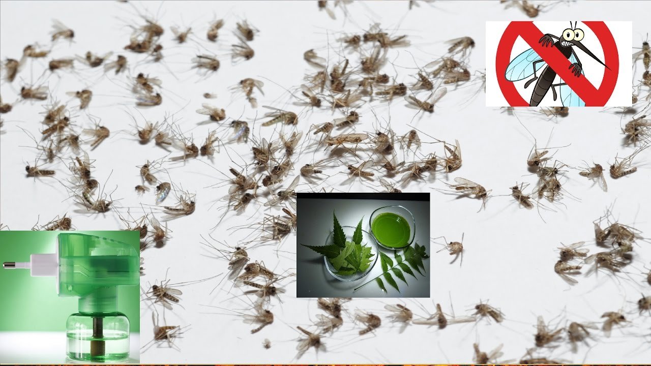 Comprehensive Guide to Natural Ways to Repel Mosquitoes from Your Backyard in 2025