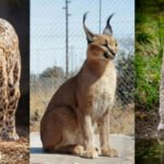 Comprehensive Guide to Choosing the Best Safari Destinations for Spotting Big Cats in 2025