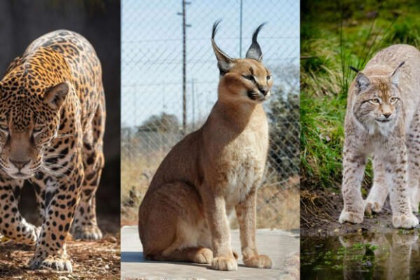 Comprehensive Guide to Choosing the Best Safari Destinations for Spotting Big Cats in 2025