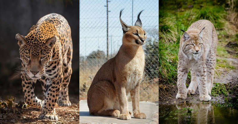 Comprehensive Guide to Choosing the Best Safari Destinations for Spotting Big Cats in 2025