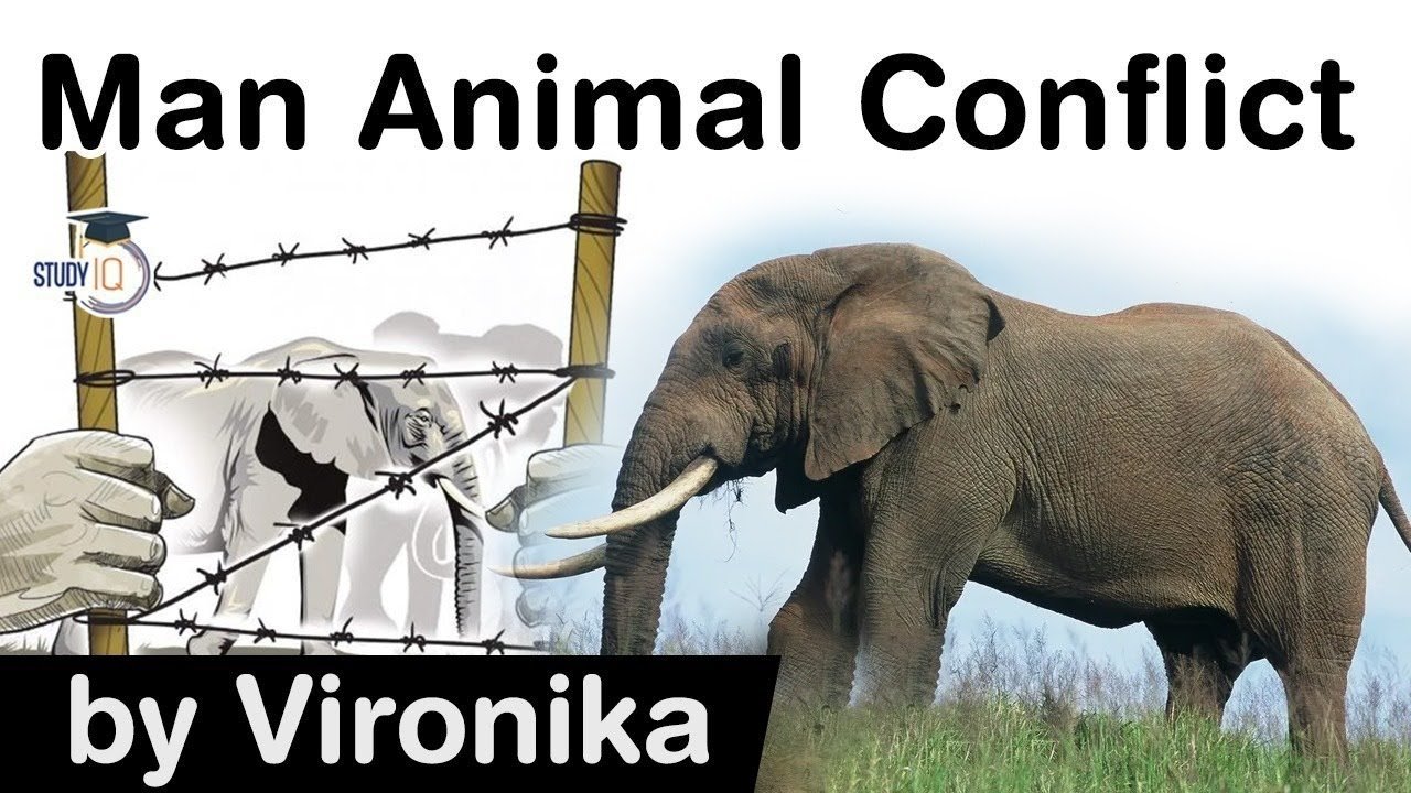 Comprehensive Guide to Resolving Wild Animal Conflicts