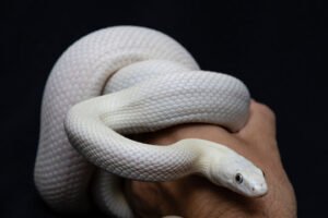 Comprehensive Guide to Caring for a Pet Snake at Home
