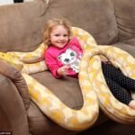 Comprehensive Guide to Caring for a Pet Snake at Home