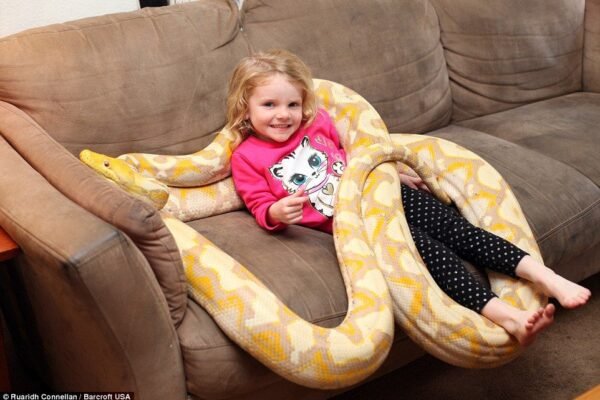Comprehensive Guide to Caring for a Pet Snake at Home