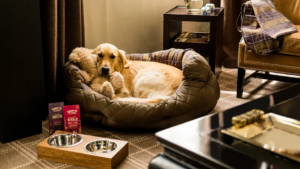 Comprehensive Guide to Finding the Best Pet-Friendly Hotels for 2025
