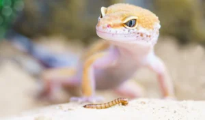 Comprehensive Guide to Choosing the Best Beginner Pet Lizard for Kids