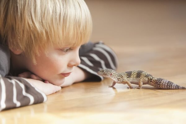 Comprehensive Guide to Choosing the Best Beginner Pet Lizard for Kids