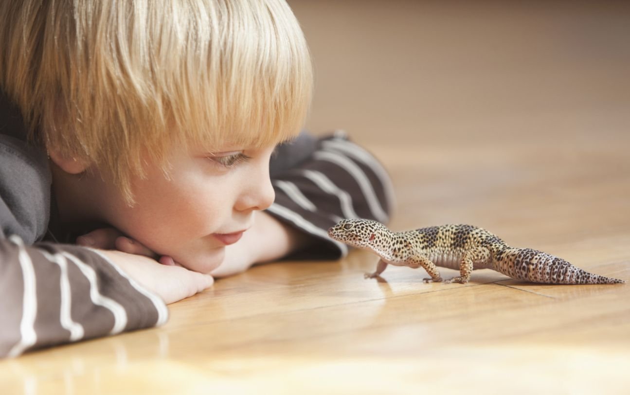 Comprehensive Guide to Choosing the Best Beginner Pet Lizard for Kids