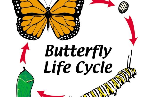 Insect Life Cycle Stages Explained