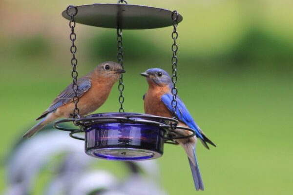How to Choose the Best Bird Feeders for Your Backyard Birds