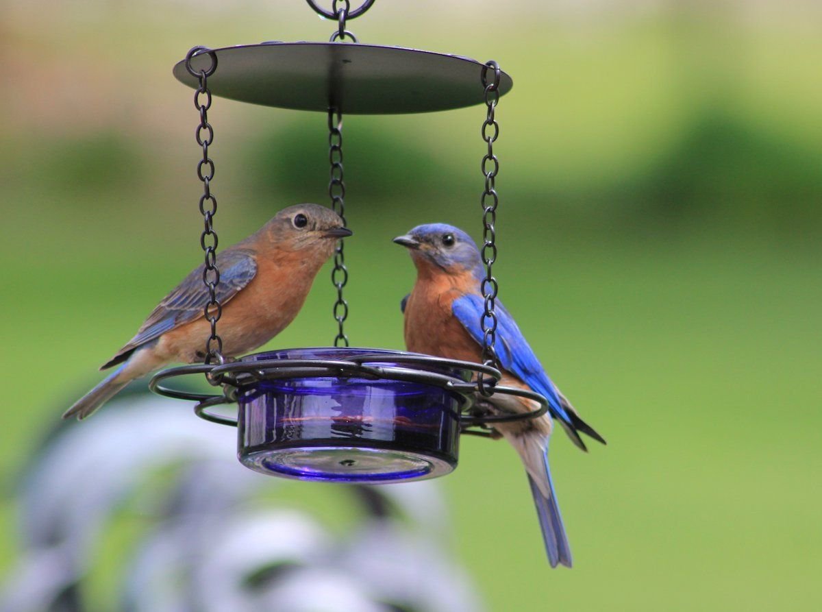 How to Choose the Best Bird Feeders for Your Backyard Birds
