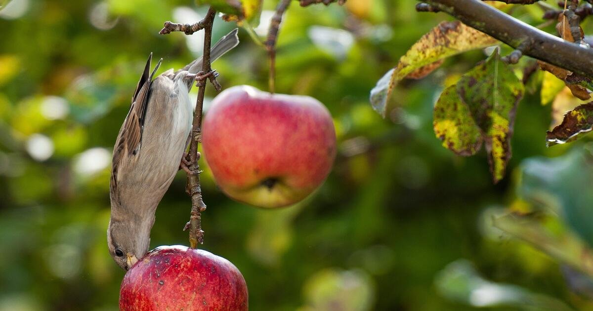Comprehensive Guide to Protecting Apples from Birds