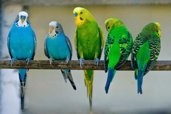 How is 25 human years equivalent to bird years