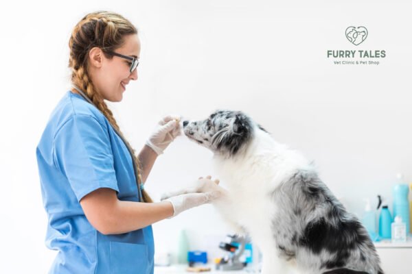 How to Care for a Pet Bird