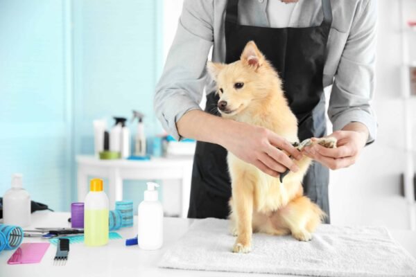 How to Start a Pet Grooming Business from Home